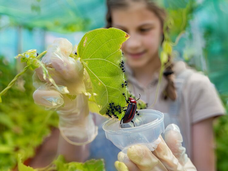 北京韩国国际学校升学率排名2026年最新情况分析